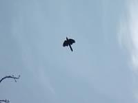 Crow Flying Overhead