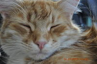Stunning Domestic Cat Close-Up Shot - Photographed By Jennifer Burroughs. burroughsdesign.co.nz
