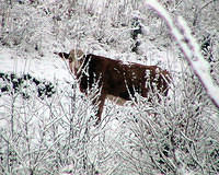 Looking Through The Snowy Bush - Cow