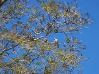 Birds in tree, blue sky