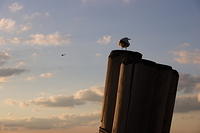 Seagull on a Mooring Post at Sunset