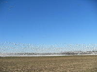 Snow Geese Flocking 2
