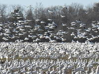 Snow Geese flocking 1