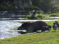 Tapir taking a dip