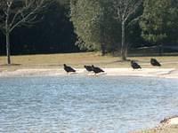 Turkey Vultures at the pond