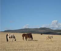 caballos - horses in a pasture