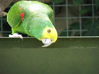 2 cheeky parrots, birds,parrota,animals