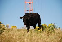 bull cow