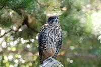 New Zealand Falcon - Falco novaezeelandiae