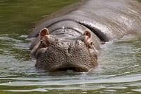 Hippopotamus swimming