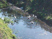 Some water fowl in a gully.