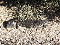 Lizard, Coorong National Park, South Australia