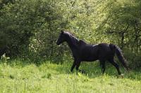 duke black horse