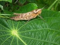 Grasshopper, Panama