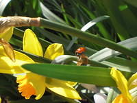 Ladybug and Daffodil