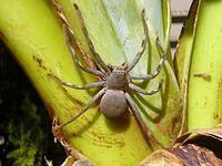 BIG SPIDER ON BANANA PLANT