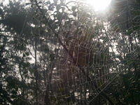 Closeup of Spiderweb in morning dew