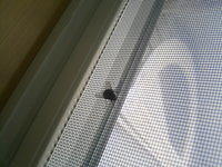 Common House Fly on Screen of Window