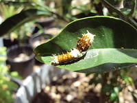 Baby caterpillar - close up