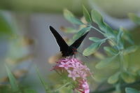 black butterfly  on flower