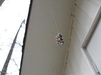 Hanging Spider 02