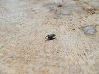 Small Black beatle on tree stump