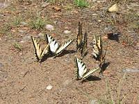 butterflys2