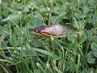 cicada_on_grass