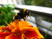 Bumblebee on an orange flower 02