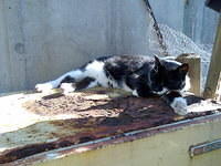 Black & white tabby cat (Puss Puss) lounging on rusty fridge in the sun