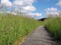 Narrow path, tall grass and clouds