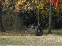 Fall Scene with Tire Swing