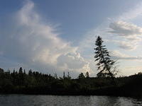 Clouds behind a pine tree