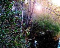 Sun Through Trees At Copper Creek, Southwest Virginia
