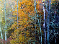 Treeline in Autumn