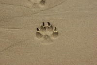 boxer dog footprint in sand
