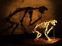 Cave Skeleton (Naracoorte, South Australia)