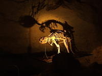 Cave Skeleton (Naracoorte, South Australia)