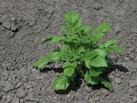 Potato plant in soil