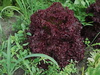Plant Red Kale in soil