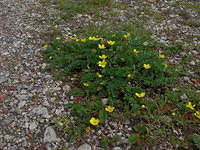Plant Silverweed on Gravel Path