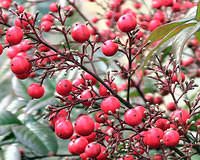 Nandina berries