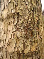 Bark rind tree plant