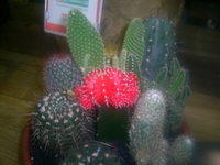 Small Cactus Assortment