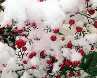 Snow Covered Nandina Berries - 2