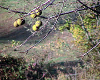 Walnuts About To Fall Off Tree