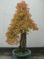 autumn_bonsai