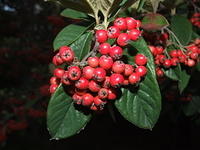 red berries on green leaves