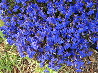 Clump of Blue Flowers