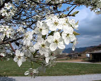 Bradford Pear Tree Blossoms 1